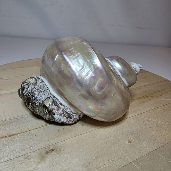 Turbo marmoratus Large 7 Inch × 9 Inch Polished Shell Mother Of Pearl - Picture 1 of 13